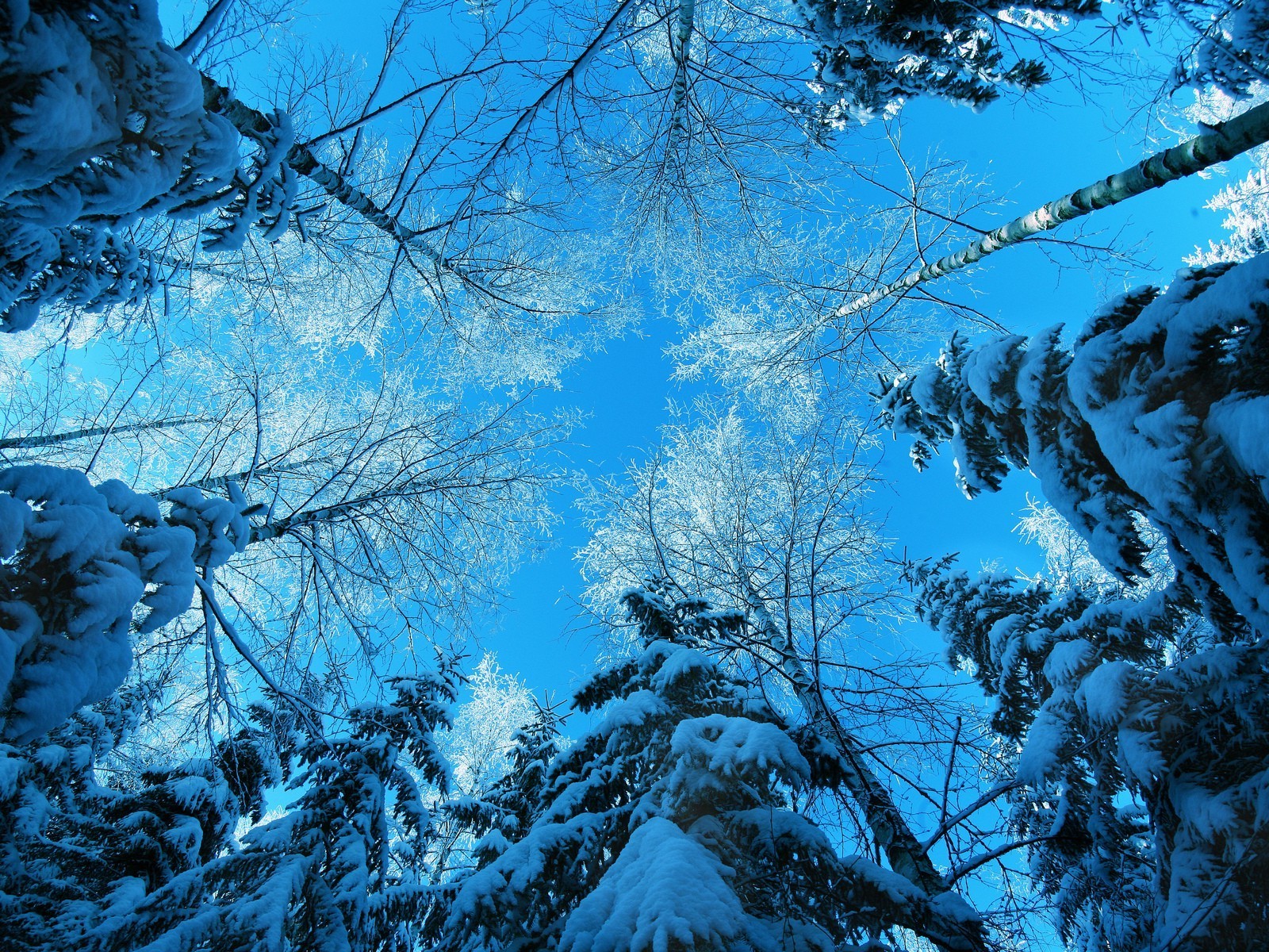 céu neve inverno árvore frio geada madeira congelado gelo natureza paisagem céu temporada tempo ao ar livre gelo cênica ramo