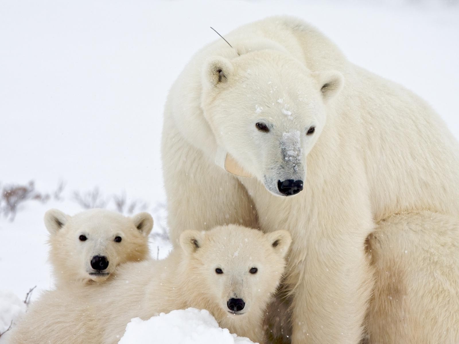 niedźwiedzie mroźny ssak zwierzę zima dzikiej przyrody śnieg słodkie polar natura futro