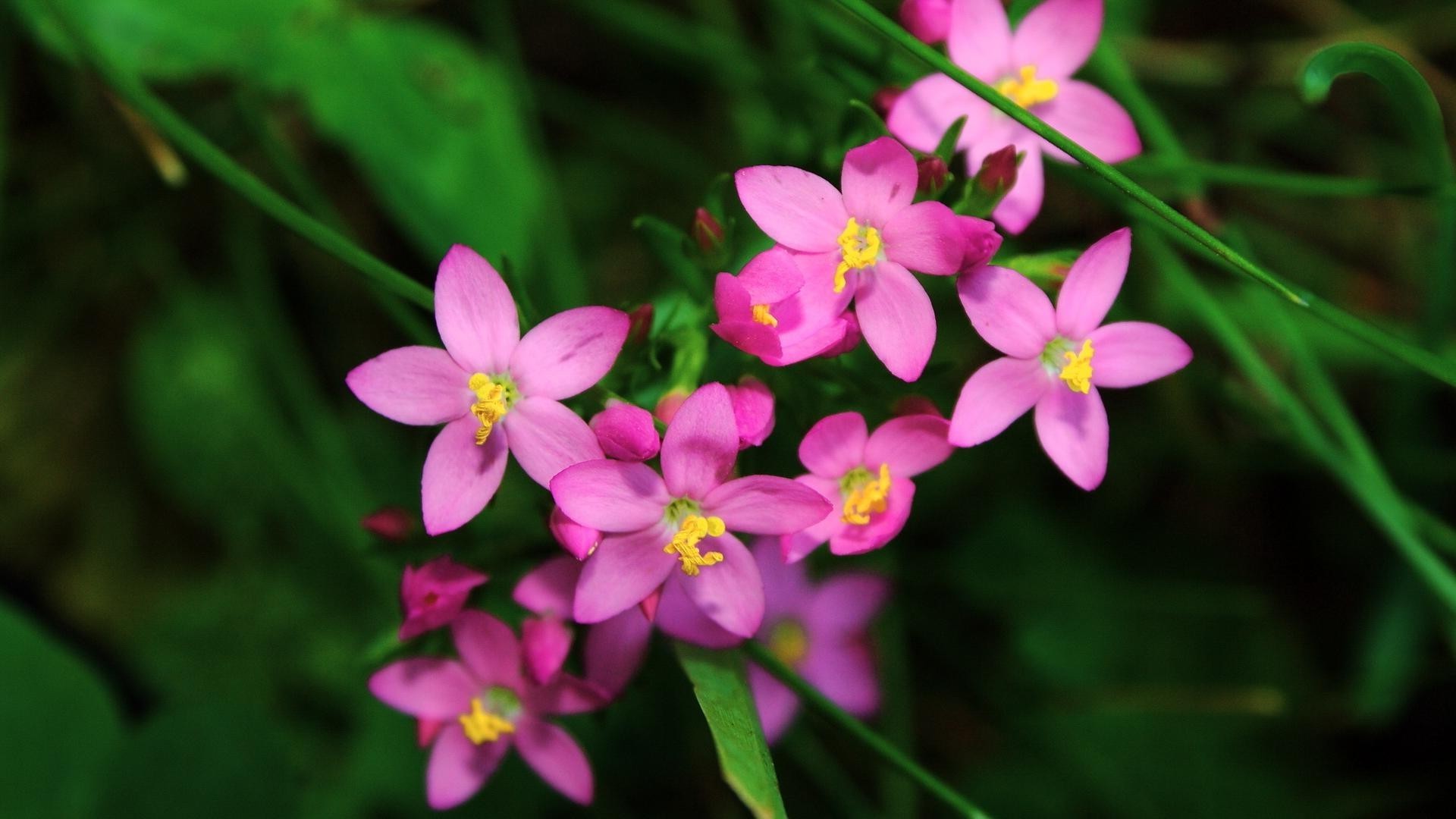 fleurs nature fleur flore été feuille jardin gros plan couleur floral croissance lumineux à l extérieur bluming pétale belle