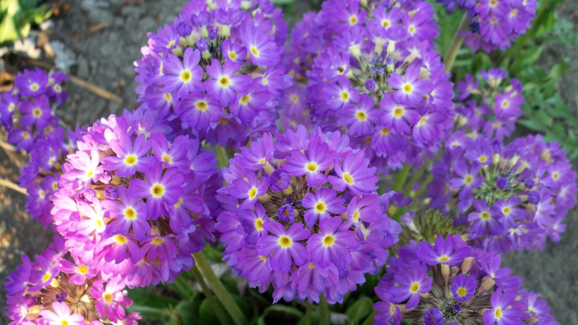 flores flor naturaleza flora jardín bluming floral pétalo violeta verano crecimiento hoja color perenne brillante al aire libre estación ramo