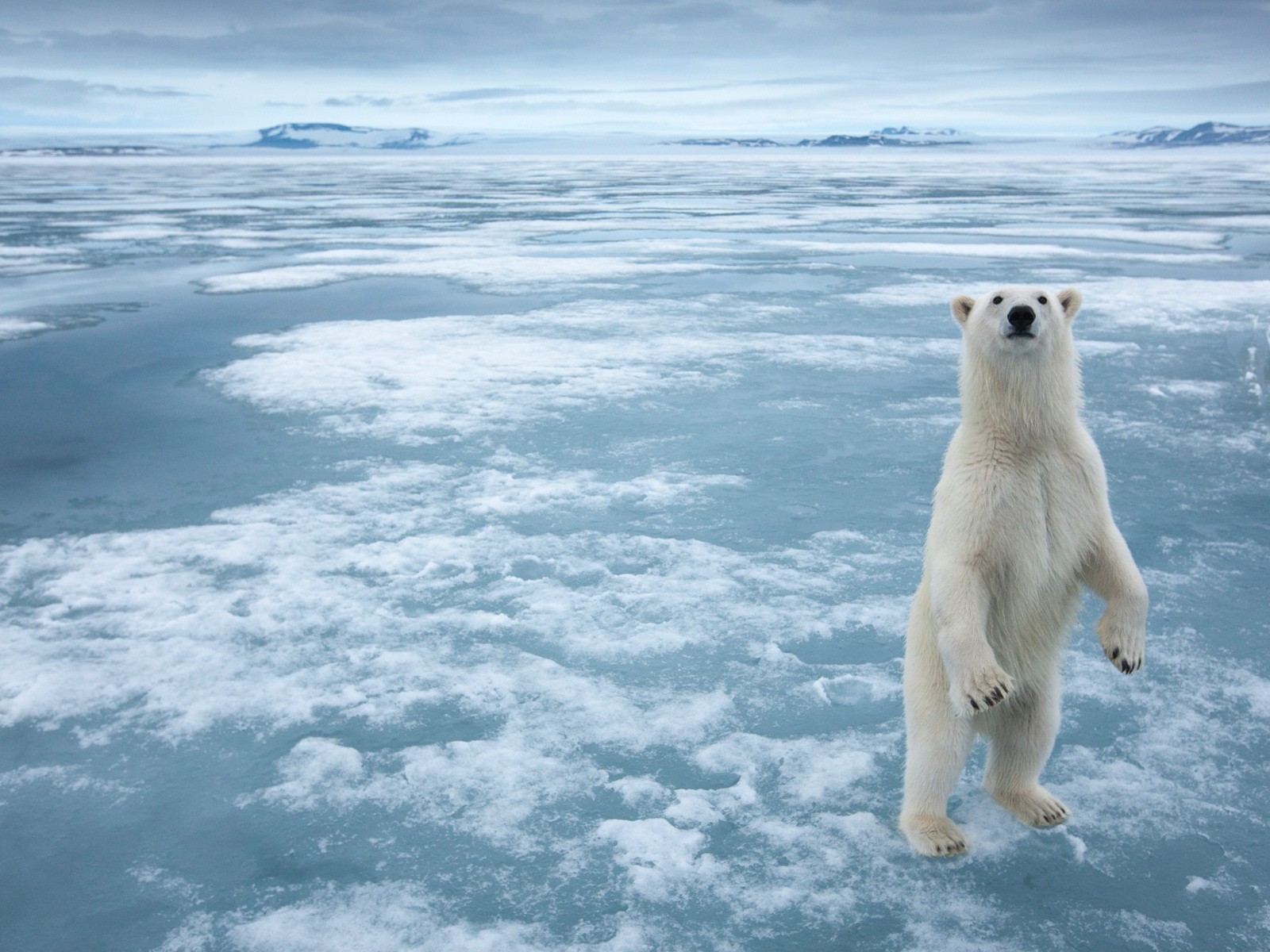 bären schnee winter frostig eis wasser kalt polar natur ozean meer im freien landschaft