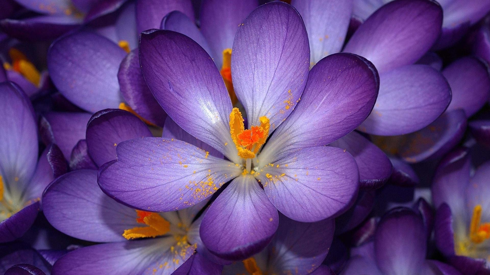 çiçekler doğa çiçek flora bahçe yaprak petal çiçek açan