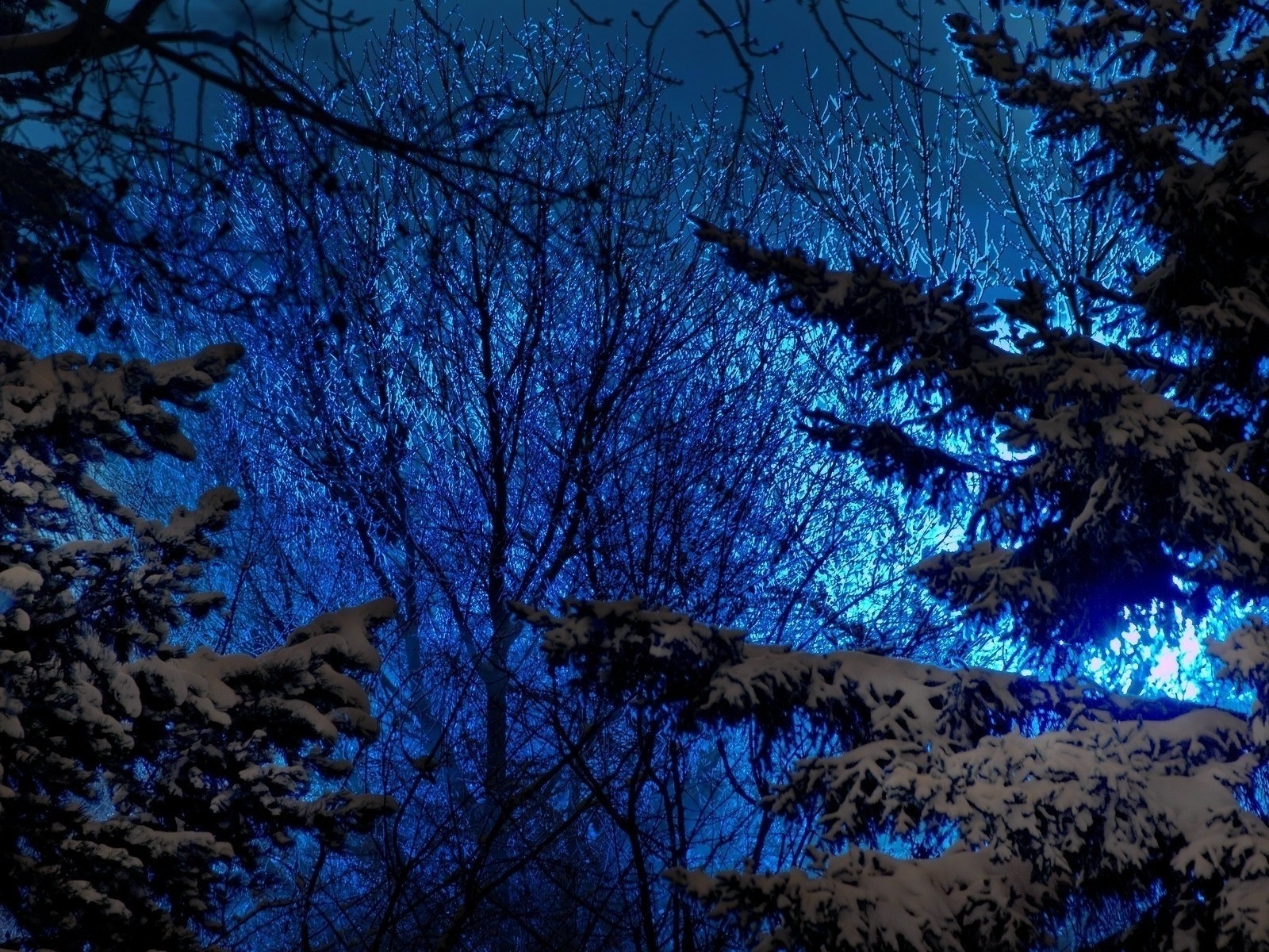 nacht abenddämmerung abenddämmerung baum winter landschaft dämmerung licht schnee holz wetter silhouette kalt herbst abend natur mond hintergrundbeleuchtung zweig dunkel himmel im freien