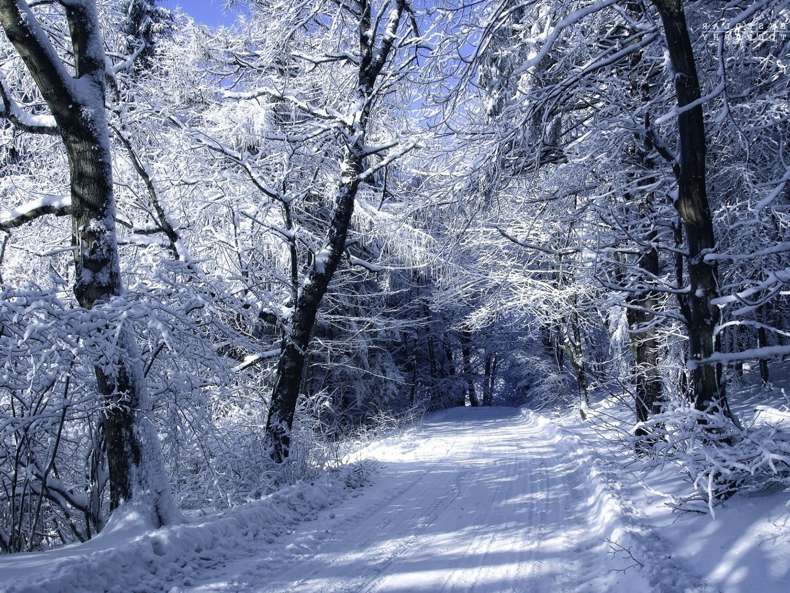 wald winter schnee kälte holz frost baum saison eis landschaft gefroren landschaftlich wetter verschneit zweig natur szene eisig landschaft park guide