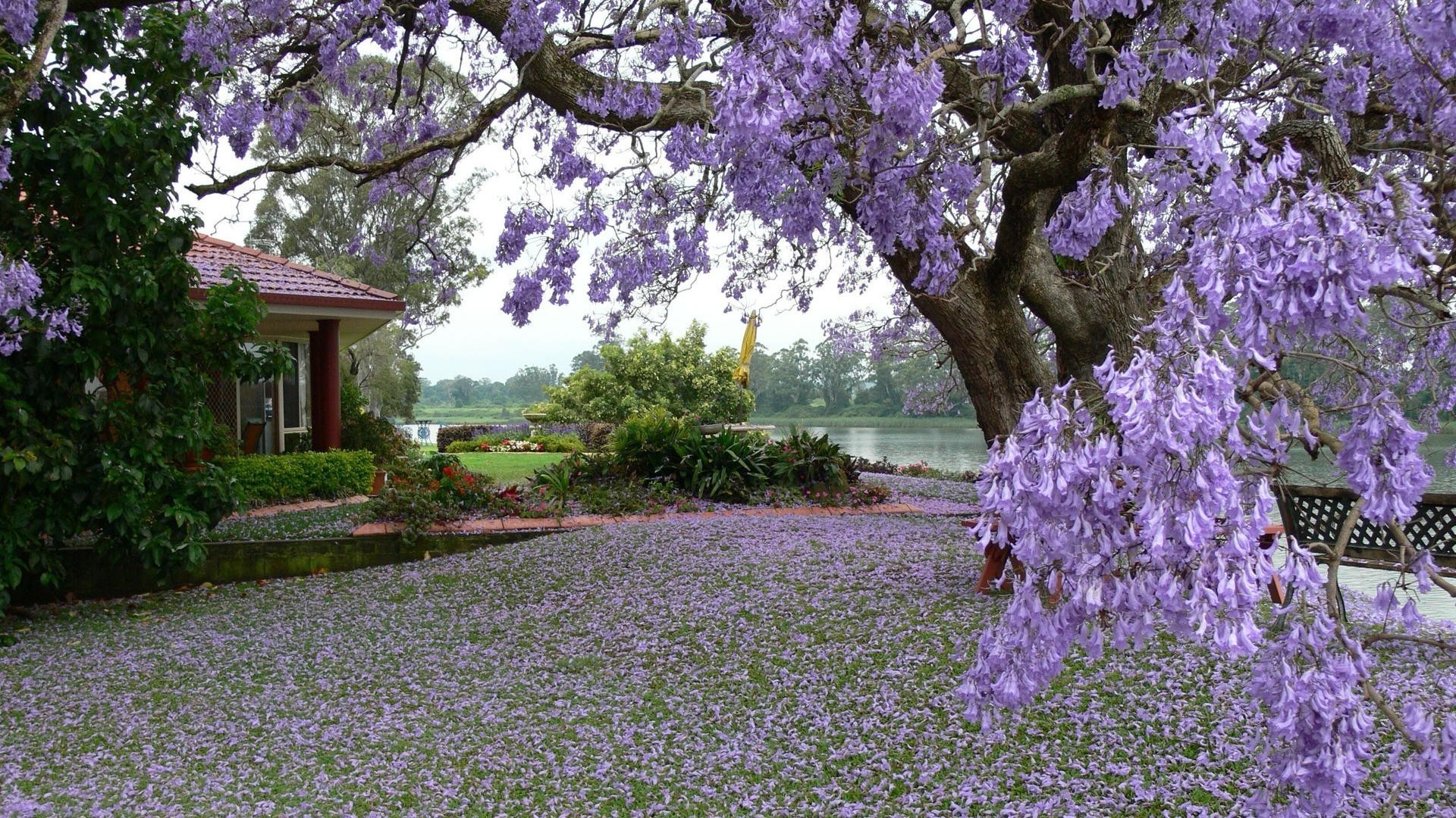 arbres fleur jardin arbre flore bluming nature printemps parc floral saison à l extérieur couleur lavande feuille été pétale branche paysage belle