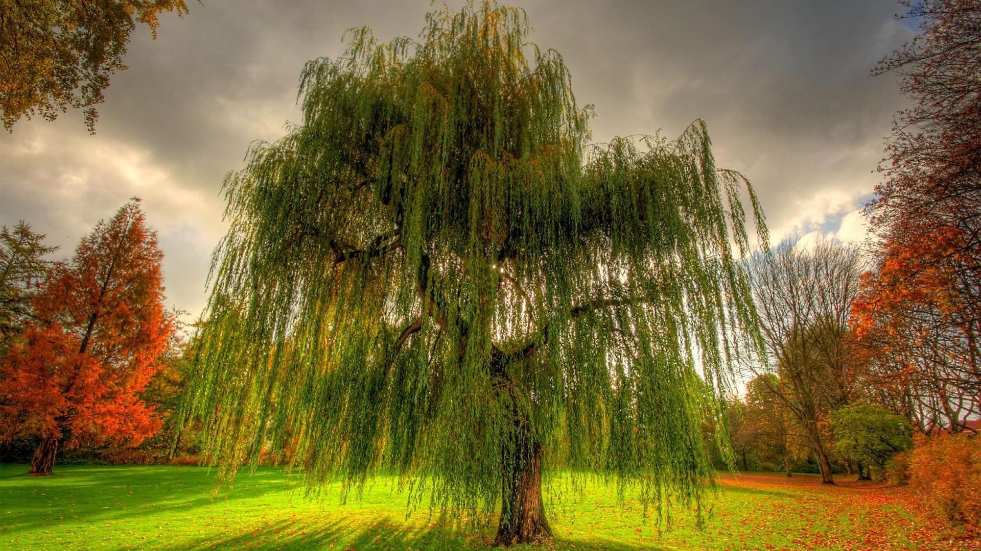 árvores natureza árvore parque paisagem outono folha grama ao ar livre madeira bom tempo amanhecer sol