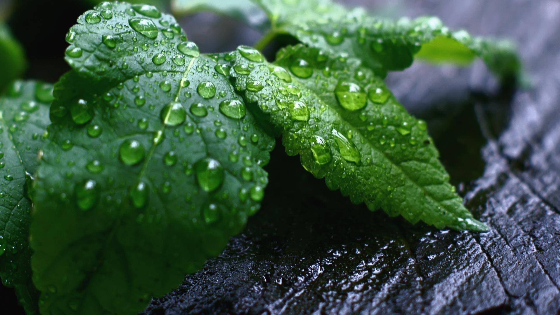 kropelki i woda liść deszcz spadek flora rosa natura mokry wzrost woda świeżość czystość środowisko krople ogród zbliżenie