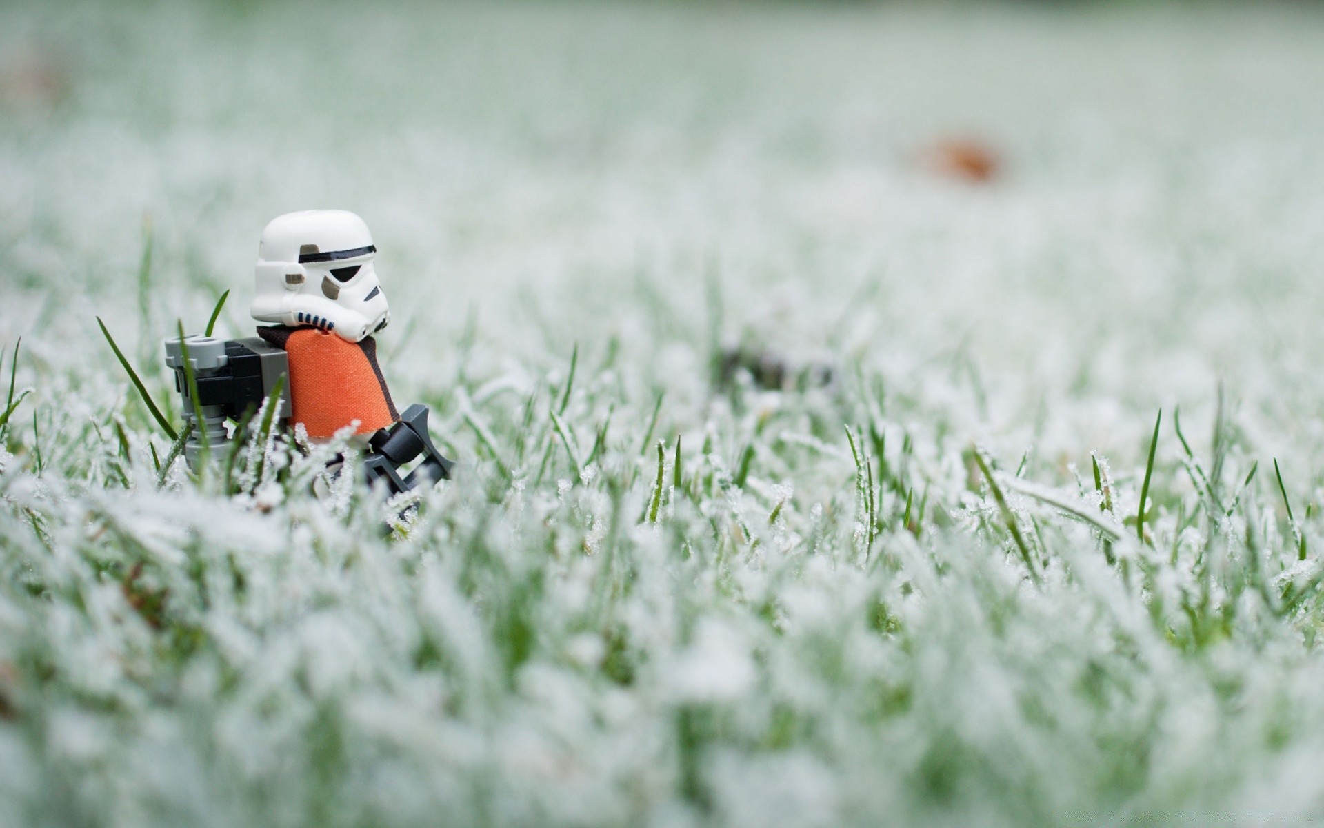 star wars feld gras natur heu im freien sommer rasen blume des ländlichen gutes wetter saison garten unschärfe flora