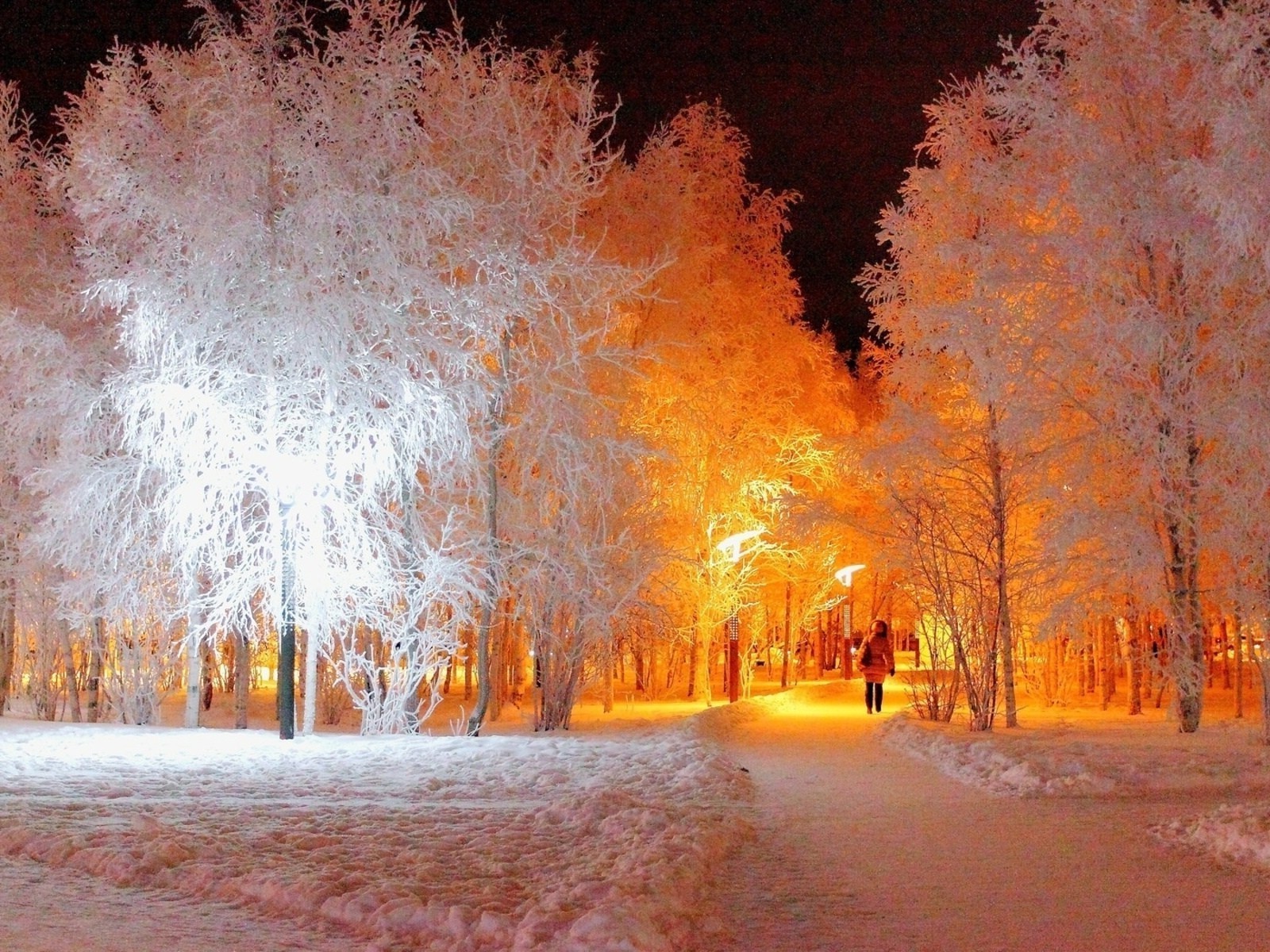 winter snow frost cold fall tree landscape wood outdoors nature frozen ice season weather light park fog dawn bright