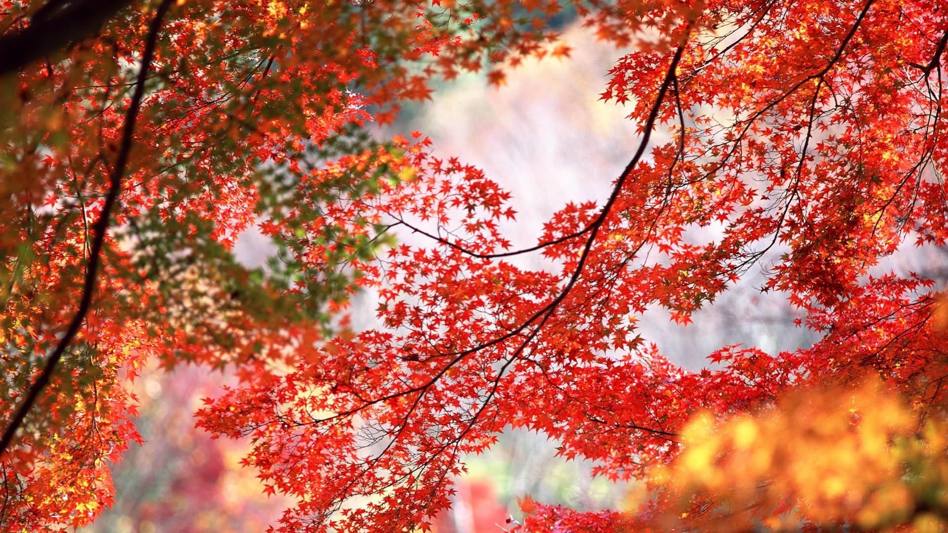 automne automne feuille saison lumineux arbre nature érable couleur bureau branche