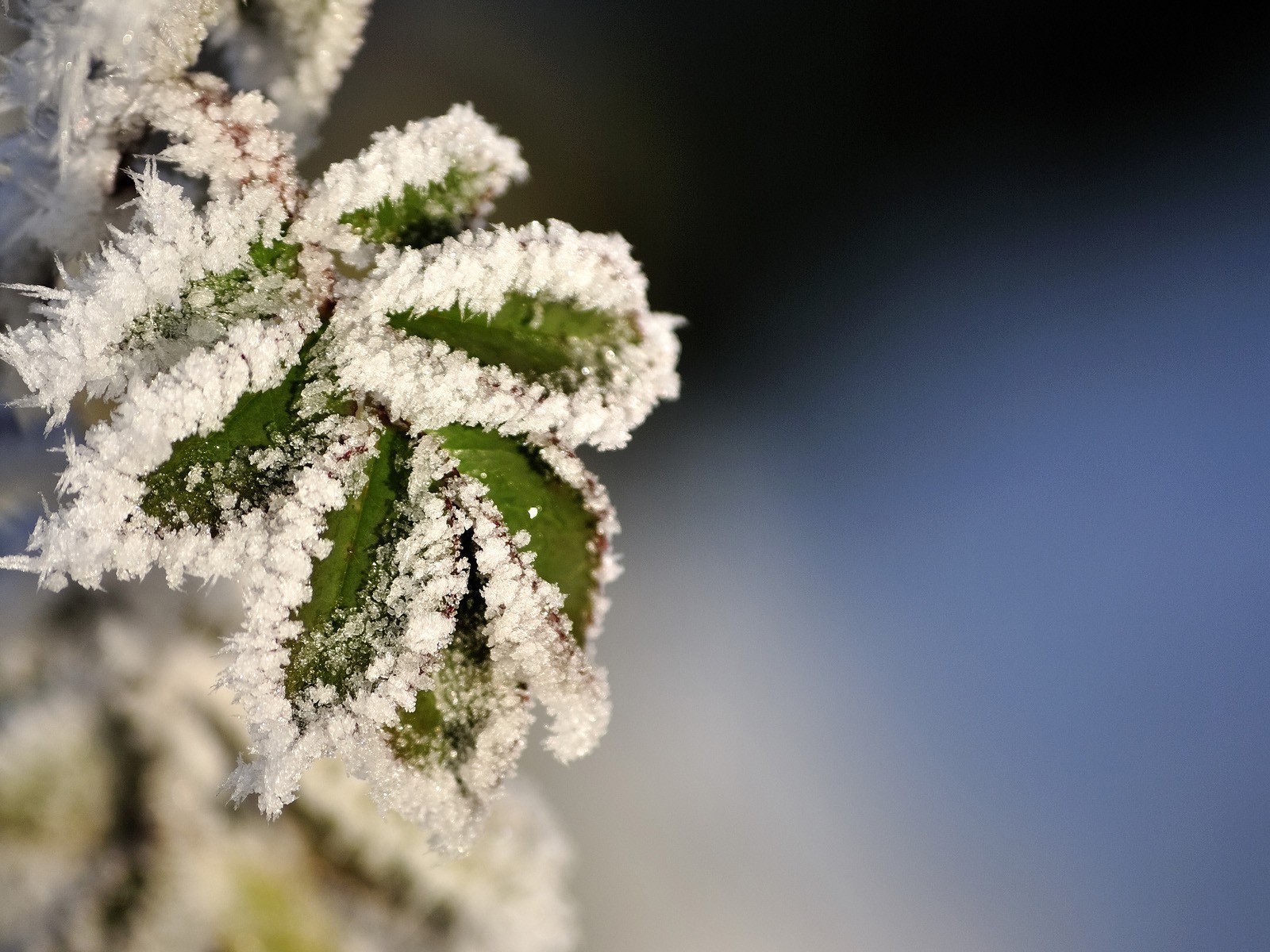 gouttelettes d eau nature hiver à l extérieur gel arbre feuille neige fleur saison flore lumineux noël été