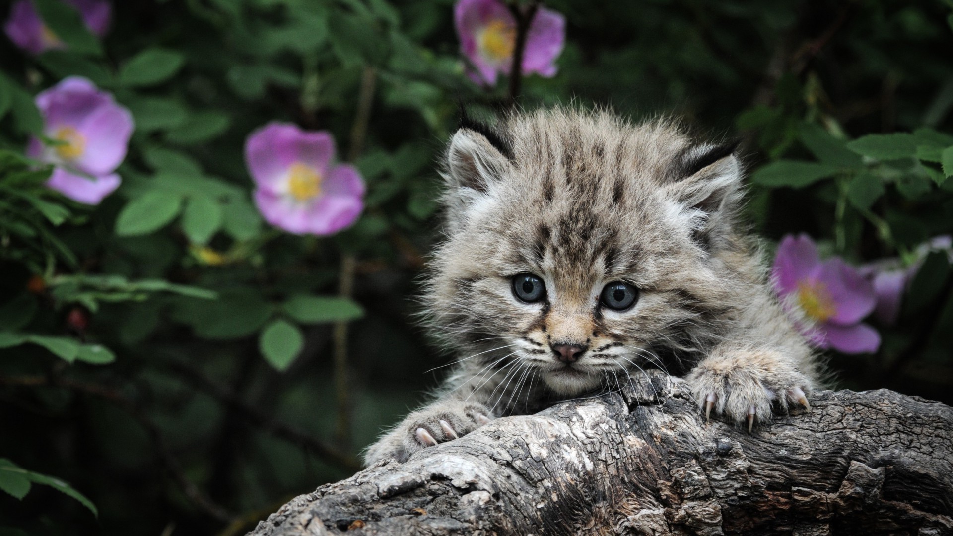 chats nature animal sauvage mignon chat à l extérieur la faune mammifère petit