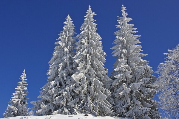 Beautiful. winter. snow - covered fir trees