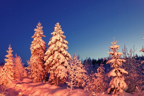 Trees in the snow at sunset and dawn