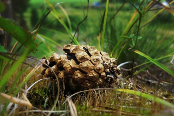 A fir cone lying on the ground