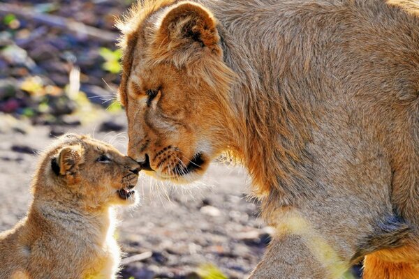 Tigre con un cucciolo di tigre seduto al sole