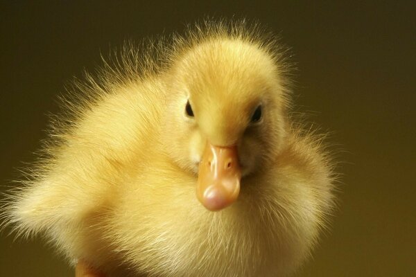 A small defenseless yellow duckling