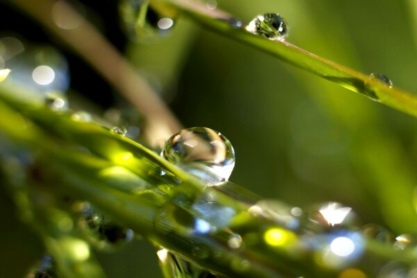 Gouttelettes et eau. Rosée sur les feuilles