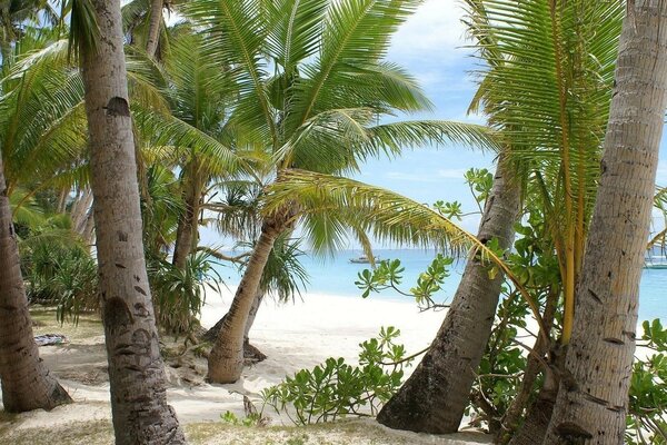 Palmeras tropicales en la costa de mil millones