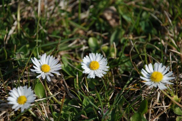 Beautiful daisies in the green grass