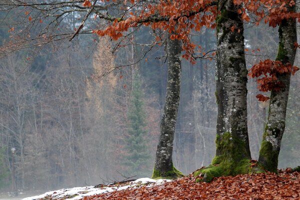 Autumn inspiration or loneliness