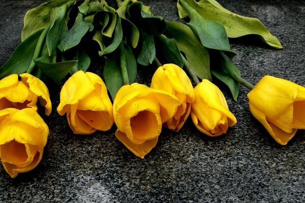 Bouquet of yellow tulips on gray concrete