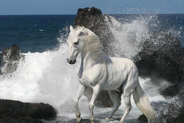 Cheval blanc sur le rivage