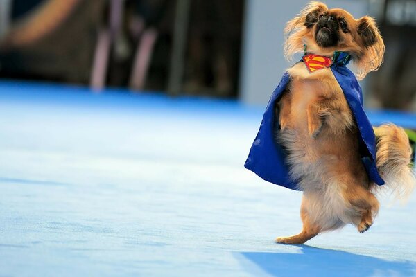 Perrito bailando en capa de superhéroe