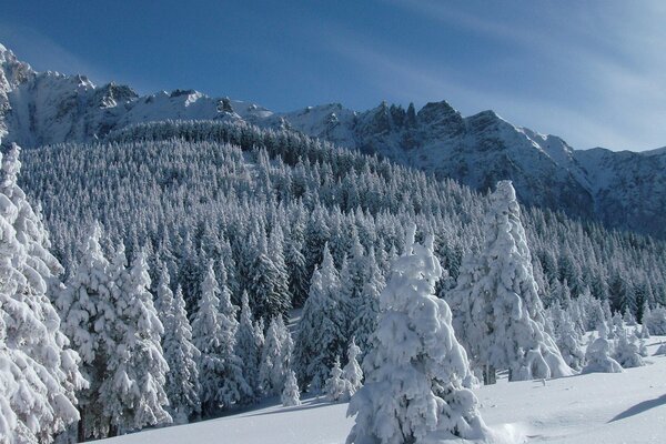 Montanhas na neve no inverno com floresta