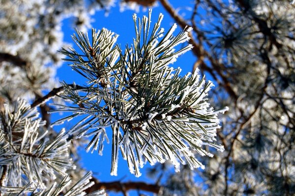 Aiguilles de pin épineuses et ciel clair et dégagé