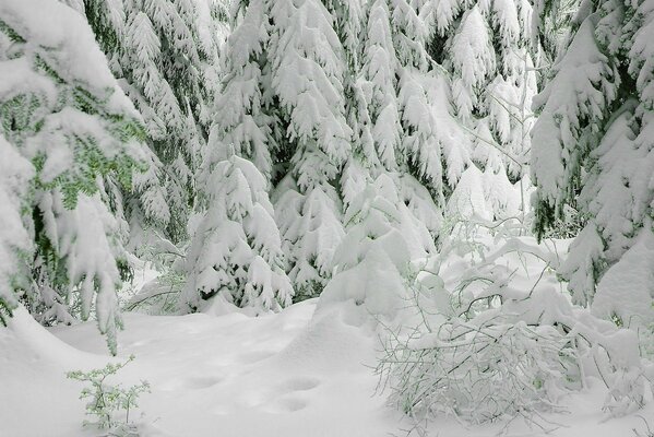 Es ist ein kalter Winter, aber was für ein schöner frostiger Wald!