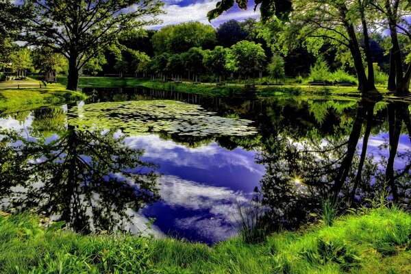 A quiet lake surrounded by trees