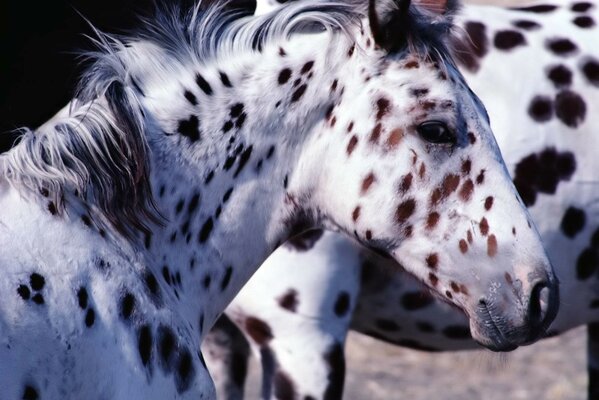 Um par de cavalos em maçãs na natureza