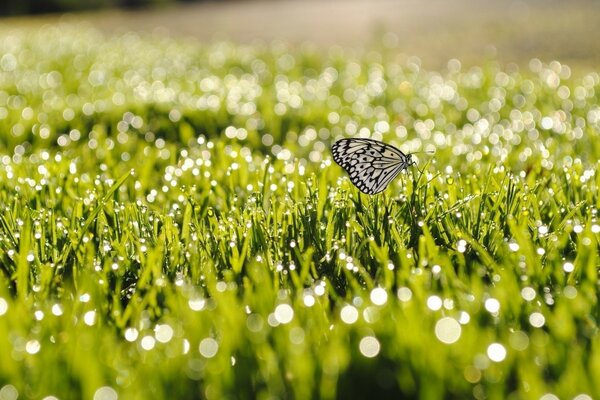 Mariposa en la hierba de la mañana