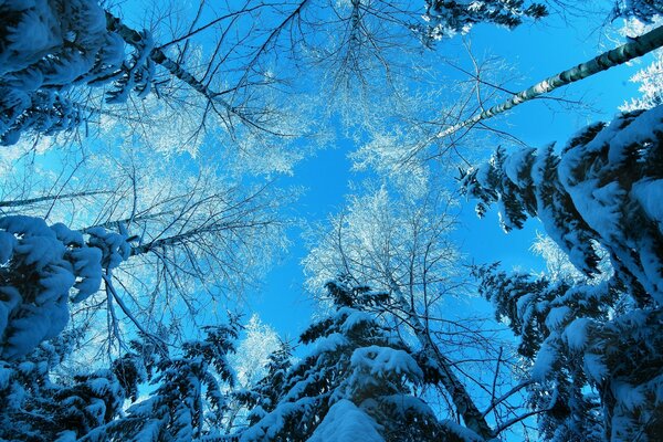 Winter snow-strewn trees closing up