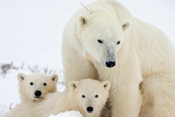 Polar bears on a frosty winter day