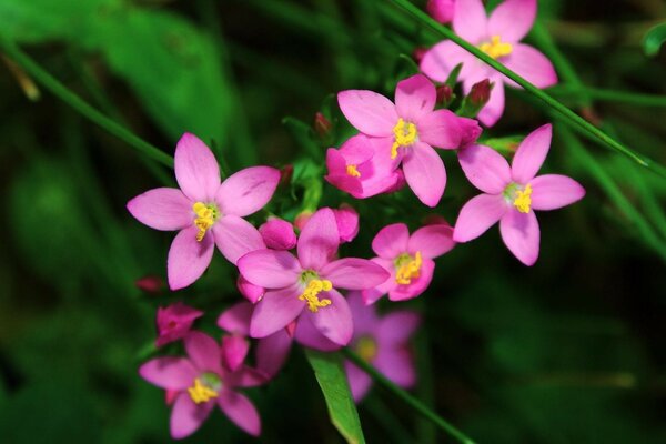 Pink flowers close-up