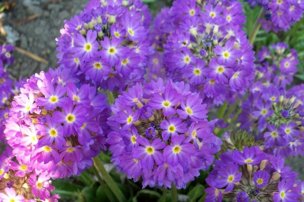 Purple flowers macro shooting