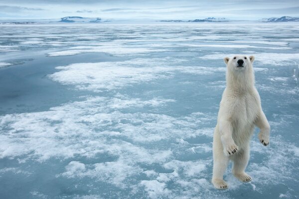 A formidable polar bear in the Arctic