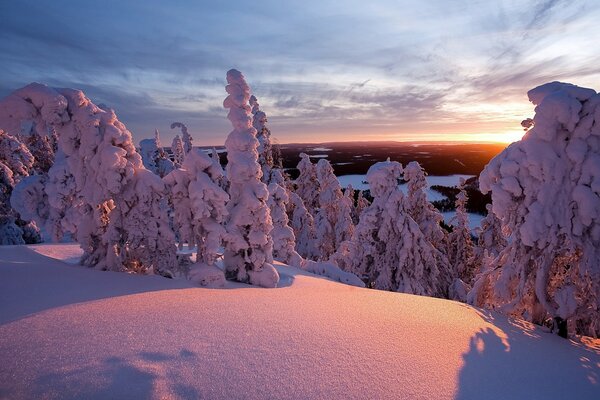 Hermosa puesta de sol en el bosque cubierto de nieve