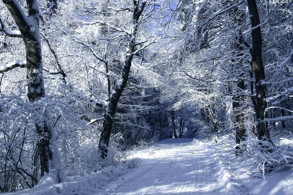 A snowy trail with a cover of a cold-strewn forest