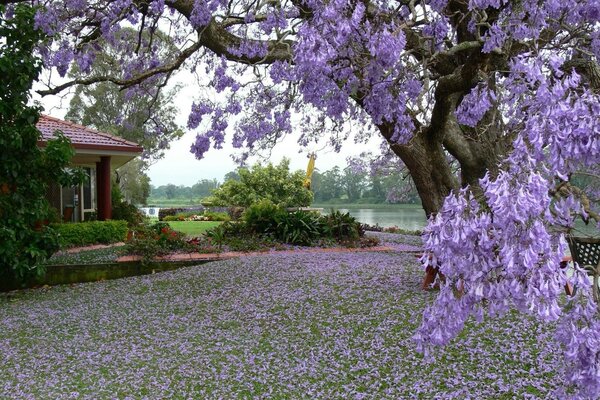 Árbol en flor en el fondo de la casa