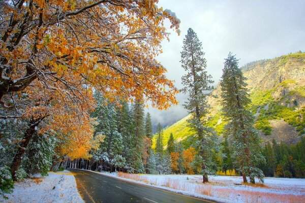 Herbstwald und der erste Schnee