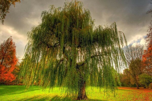 Alberi colorati nel parco