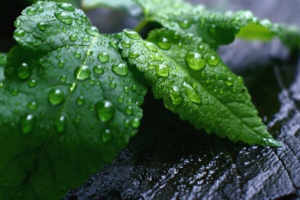 Gotas de cerca en las hojas