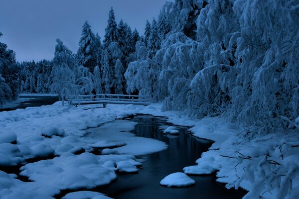 Stagno ghiacciato nella foresta innevata