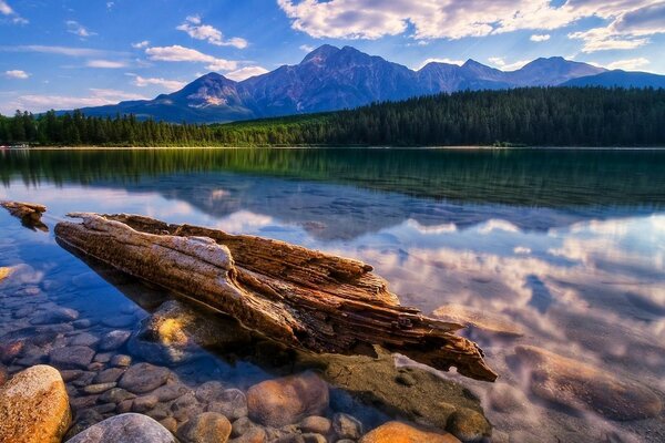 Natureza tranquila em um lago limpo