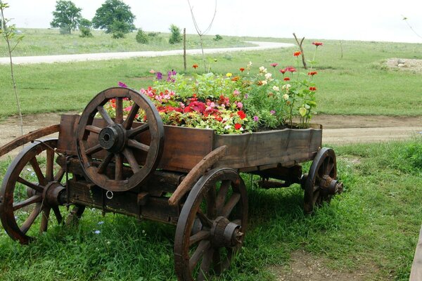 Wagen mit Blumen auf dem Rasen im Feld