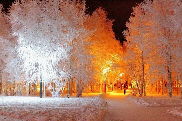 Frosty day in winter beauty