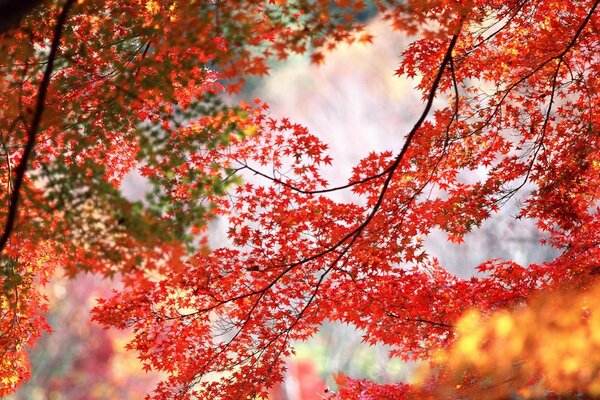 Bellissimo autunno con foglie rosse